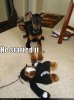 funny-dog-pictures-started-it.jpg