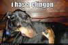funny-dog-pictures-has-clingon1.jpg