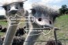 OstrichFarm01.jpg