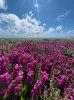 IMG_6506.jpeg