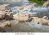 sheep-goats-swim-across-river-260nw-1855229125.jpg