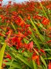 IMG_6620.jpeg