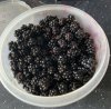 IMG_2767.jpeg