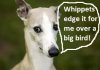 Wiiiiiip.jpg