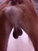 Dogs bollocks.jpg