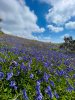 IMG_0851.jpeg