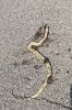 IMG_2025-06-04-133332.jpeg