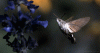 IMG_2718.gif