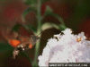 IMG_2732.gif