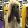 giphy-downsized.gif