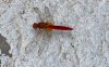 IMG_2025-08-21-125139.jpeg