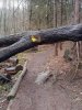IMG_5154.jpeg