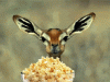IMG_3012.gif