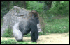 PSXd1t.gif