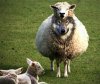 wolf-in-sheeps-clothing-400x337.jpg
