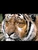tiger.jpg