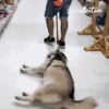IMG_9807.gif