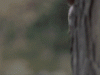 arnold-schwarzenegger-peeking-behind-the-tree-f0xclbkt2mpikyqh.gif