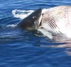 shark-eat-whale.jpg