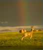 Deer Rainbow.png