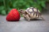 downloadfile-6.jpg