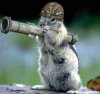 funnysquirrels0017_O.jpg