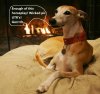 010302whippettemperament.JPG