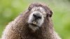 upload_2016-11-19_11-33-42.jpeg