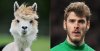 SLAL-Degea-alpaca.jpg