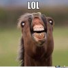 funny-horse_o_1962971.jpg