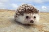upload_2017-4-5_22-16-26.jpeg