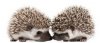 upload_2017-4-5_22-17-19.jpeg