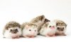 upload_2017-4-5_22-17-28.jpeg