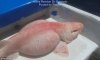 upload_2017-4-9_18-40-50.jpeg