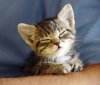 upload_2017-4-18_21-0-36.jpeg