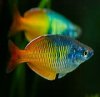 fish6.jpg