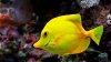 fish7.jpg