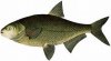 fish15.jpg