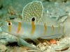 fish20.jpg