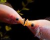 fish25.jpg