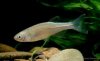 fish28.jpg