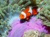fish34.jpg