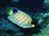 fish48.jpg