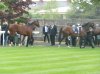 Frankel & Bullet Train3.jpg