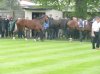 Frankel & Bullet Train4.jpg
