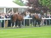 Frankel & Bullet Train1.jpg