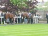 Frankel & Bullet Train2.jpg