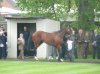 Frankel1.jpg