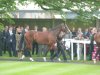 Frankel2.jpg