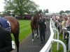 Frankel3.jpg